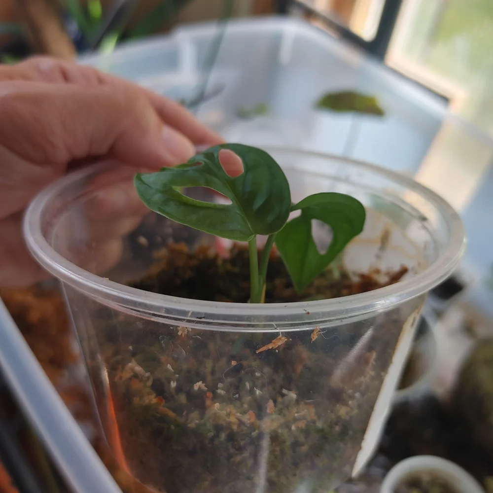 Green Reptile Habitat Plant Accessory